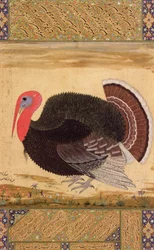 En kalkunhane, bragt til Jahangir fra Goa i 1612, fra Wantage Album, Mughal, ca. 1612